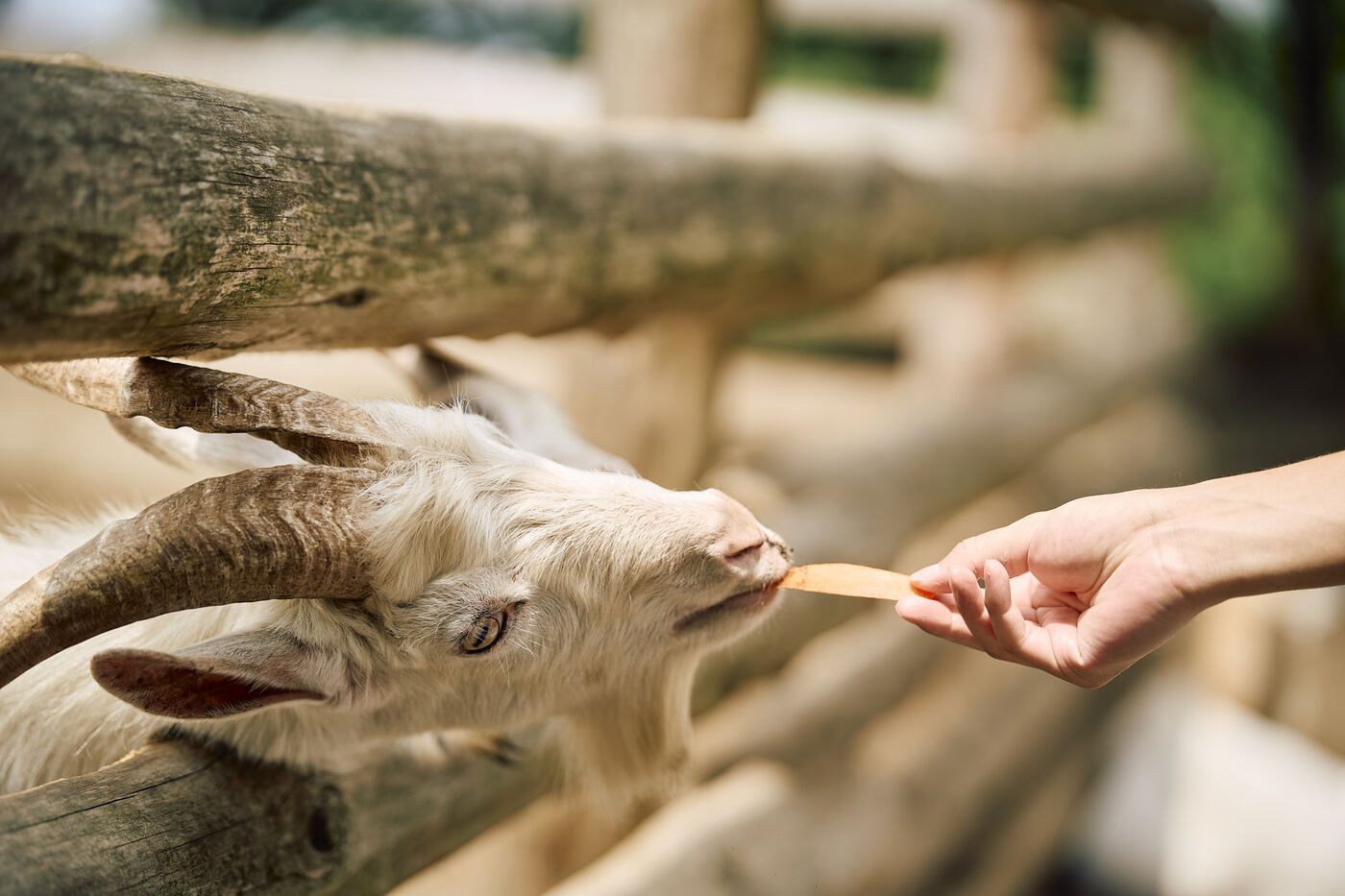 野生の動物とたわむれる
くじゅう自然動物園